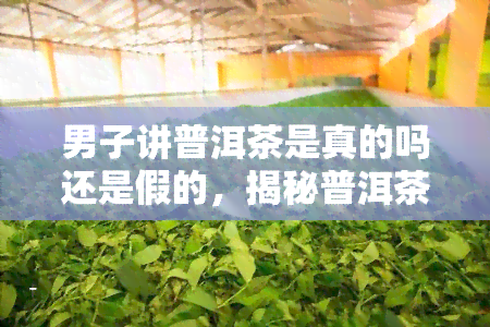 男子讲普洱茶是真的吗还是假的，揭秘普洱茶：男子讲述的真相是真是假？