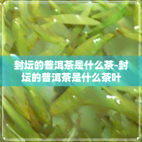 封坛的普洱茶是什么茶-封坛的普洱茶是什么茶叶