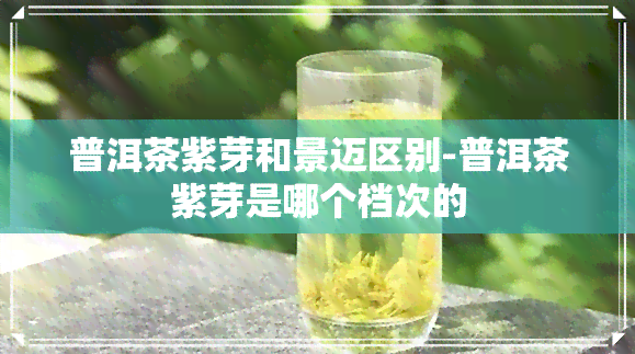 普洱茶紫芽和景迈区别-普洱茶紫芽是哪个档次的