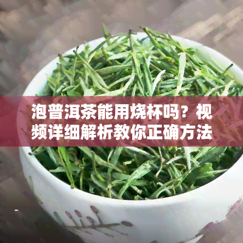 泡普洱茶能用烧杯吗？视频详细解析教你正确方法