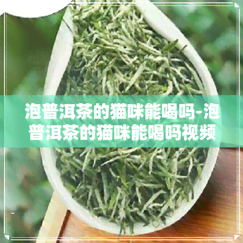 泡普洱茶的猫咪能喝吗-泡普洱茶的猫咪能喝吗视频