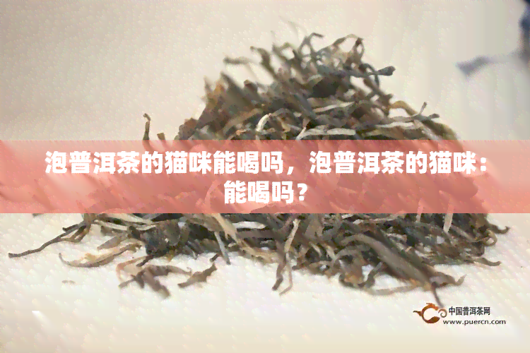 泡普洱茶的猫咪能喝吗，泡普洱茶的猫咪：能喝吗？