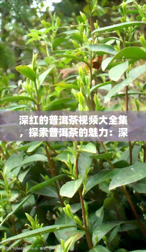 深红的普洱茶视频大全集，探索普洱茶的魅力：深度解析深红色普洱茶的完整视频合集