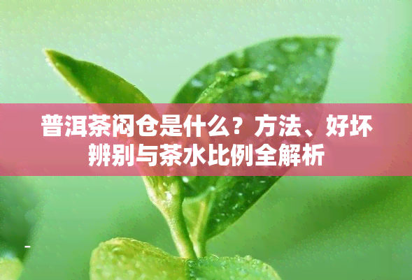 普洱茶闷仓是什么？方法、好坏辨别与茶水比例全解析