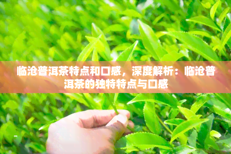 临沧普洱茶特点和口感，深度解析：临沧普洱茶的独特特点与口感