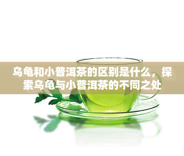 乌龟和小普洱茶的区别是什么，探索乌龟与小普洱茶的不同之处