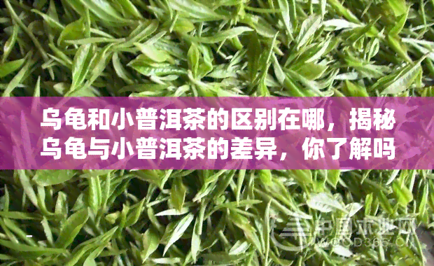 乌龟和小普洱茶的区别在哪，揭秘乌龟与小普洱茶的差异，你了解吗？