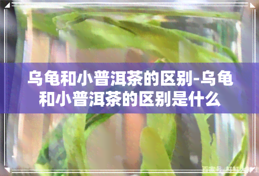 乌龟和小普洱茶的区别-乌龟和小普洱茶的区别是什么