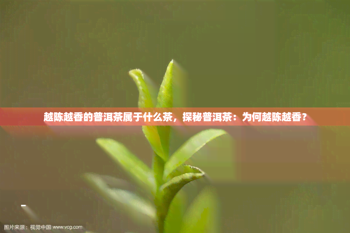 越陈越香的普洱茶属于什么茶，探秘普洱茶：为何越陈越香？