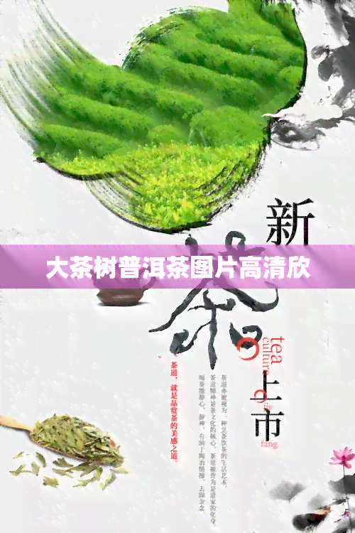 大茶树普洱茶图片高清欣