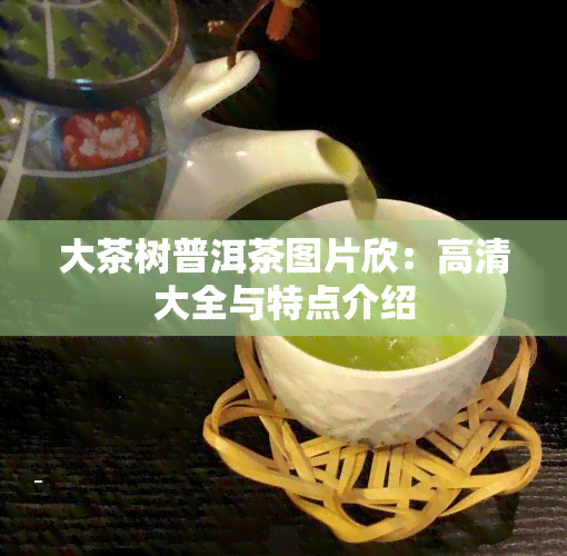 大茶树普洱茶图片欣：高清大全与特点介绍