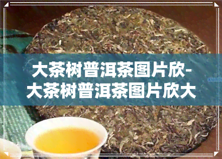 大茶树普洱茶图片欣-大茶树普洱茶图片欣大全