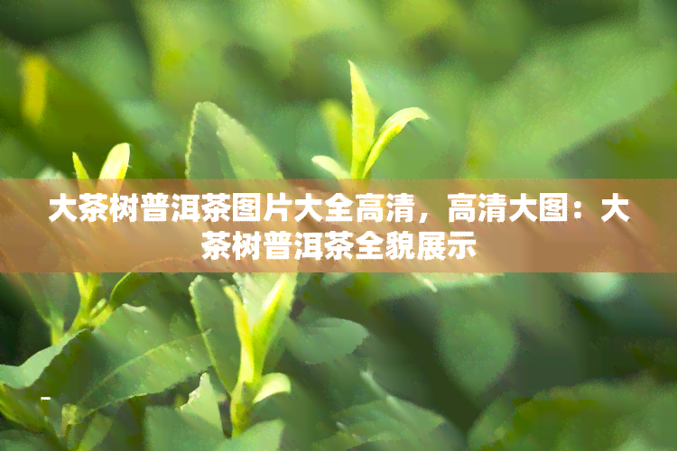 大茶树普洱茶图片大全高清，高清大图：大茶树普洱茶全貌展示