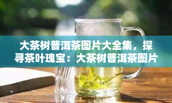 大茶树普洱茶图片大全集，探寻茶叶瑰宝：大茶树普洱茶图片大全集