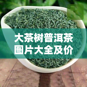 大茶树普洱茶图片大全及价格：全面展示各种大树普洱茶的价格表和精美图片