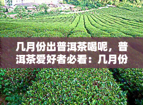 几月份出普洱茶喝呢，普洱茶爱好者必看：几月份的普洱茶口感？