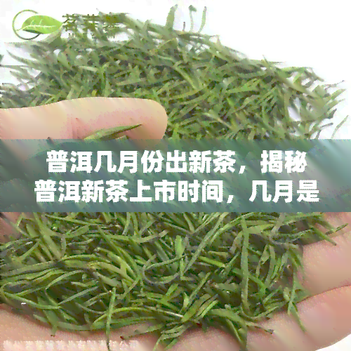 普洱几月份出新茶，揭秘普洱新茶上市时间，几月是采摘期？