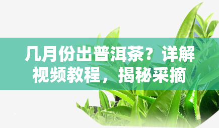 几月份出普洱茶？详解视频教程，揭秘采摘时间！