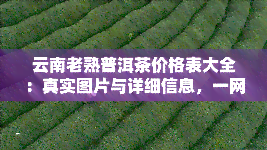 云南老熟普洱茶价格表大全：真实图片与详细信息，一网打尽！