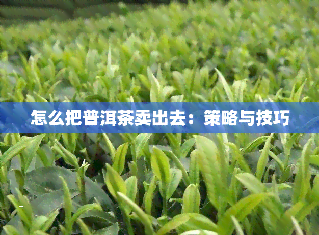 怎么把普洱茶卖出去：策略与技巧