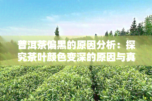 普洱茶偏黑的原因分析：探究茶叶颜色变深的原因与真假判断