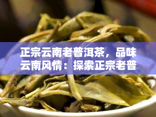 正宗云南老普洱茶，品味云南风情：探索正宗老普洱茶的魅力