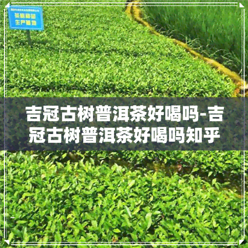 吉冠古树普洱茶好喝吗-吉冠古树普洱茶好喝吗知乎