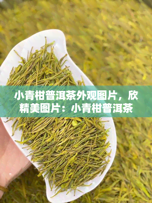 小青柑普洱茶外观图片，欣精美图片：小青柑普洱茶的外观风貌