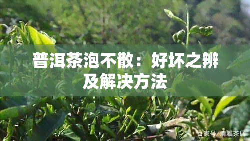 普洱茶泡不散：好坏之辨及解决方法