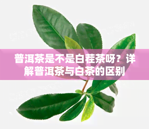 普洱茶是不是白茬茶呀？详解普洱茶与白茶的区别