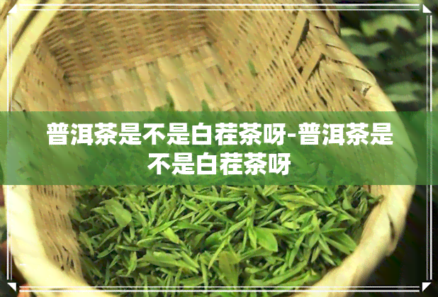 普洱茶是不是白茬茶呀-普洱茶是不是白茬茶呀