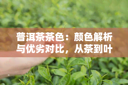 普洱茶茶色：颜色解析与优劣对比，从茶到叶底全揭秘！