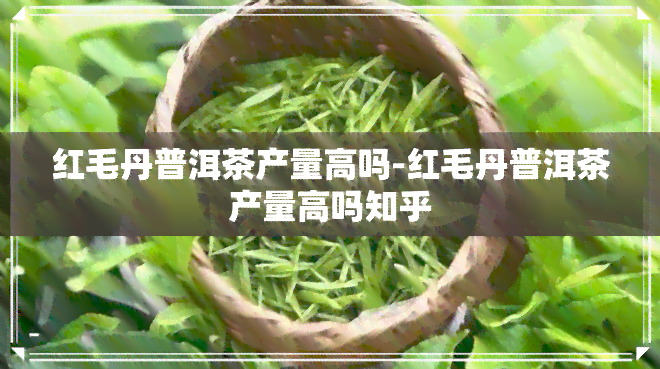 红毛丹普洱茶产量高吗-红毛丹普洱茶产量高吗知乎