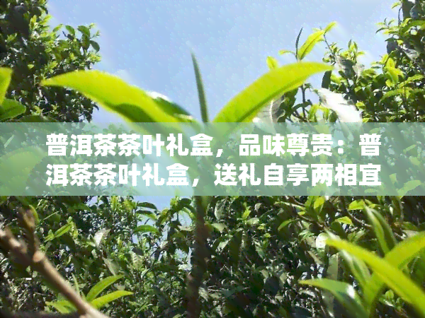 普洱茶茶叶礼盒，品味尊贵：普洱茶茶叶礼盒，送礼自享两相宜！