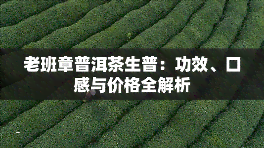 老班章普洱茶生普：功效、口感与价格全解析