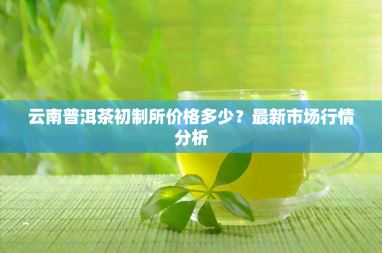 云南普洱茶初制所价格多少？最新市场行情分析