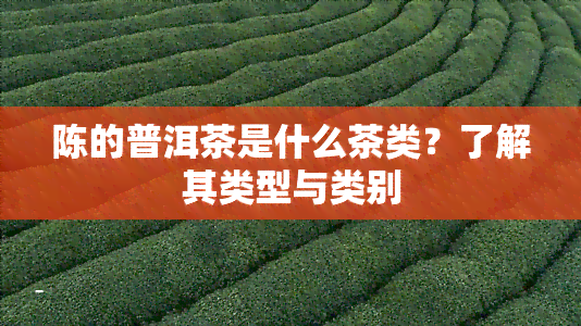 陈的普洱茶是什么茶类？了解其类型与类别