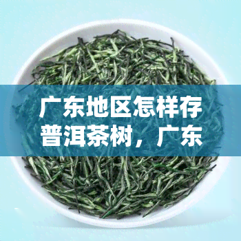 广东地区怎样存普洱茶树，广东地区的普洱茶树存指南