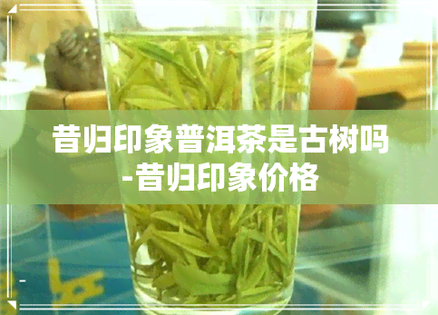 昔归印象普洱茶是古树吗-昔归印象价格