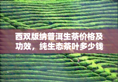 西双版纳普洱生茶价格及功效，纯生态茶叶多少钱一斤？