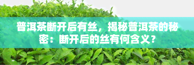 普洱茶断开后有丝，揭秘普洱茶的秘密：断开后的丝有何含义？