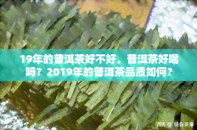 19年的普洱茶好不好，普洱茶好喝吗？2019年的普洱茶品质如何？