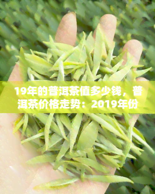 19年的普洱茶值多少钱，普洱茶价格走势：2019年份茶叶现在值多少？