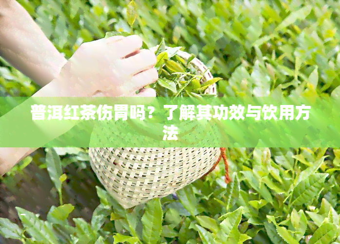 普洱红茶伤胃吗？了解其功效与饮用方法