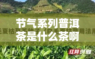 节气系列普洱茶是什么茶啊，「节气系列普洱茶」究竟是什么茶？