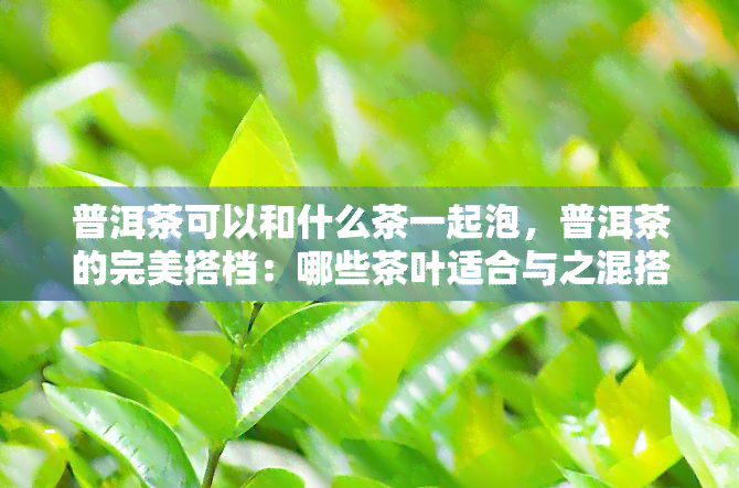 普洱茶可以和什么茶一起泡，普洱茶的完美搭档：哪些茶叶适合与之混搭冲泡？