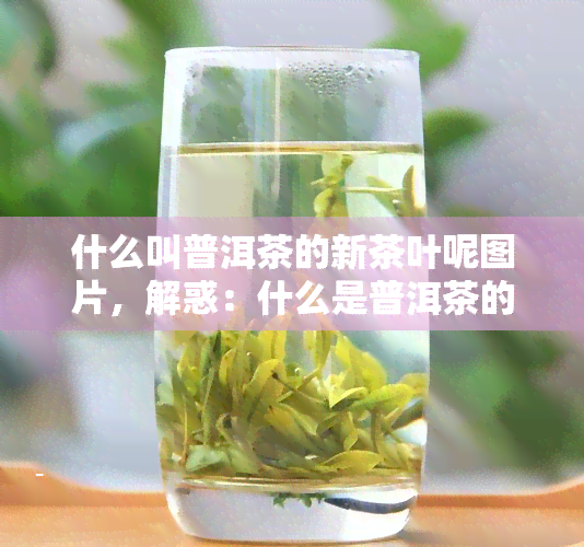 什么叫普洱茶的新茶叶呢图片，解惑：什么是普洱茶的新茶叶？看图了解！