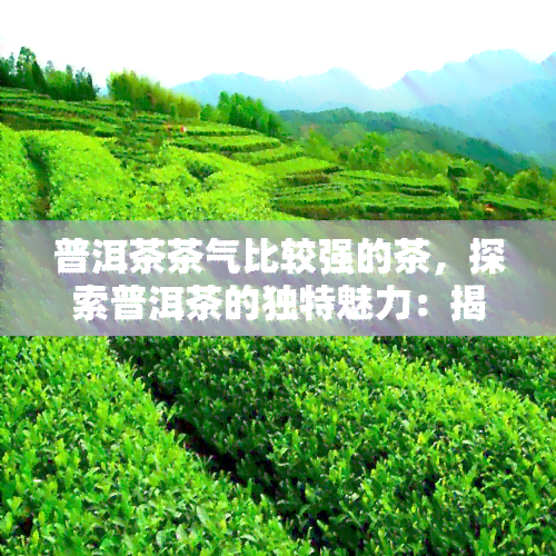 普洱茶茶气比较强的茶，探索普洱茶的独特魅力：揭秘其强劲茶气的秘密