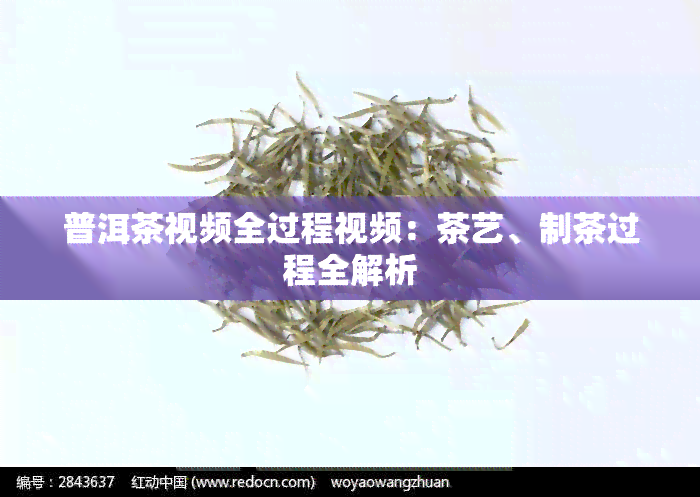 普洱茶视频全过程视频：茶艺、制茶过程全解析