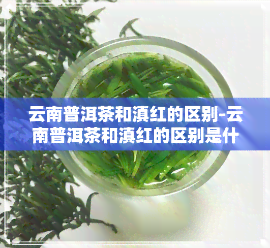 云南普洱茶和滇红的区别-云南普洱茶和滇红的区别是什么